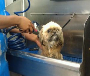 Bathing services for your dog in Richmond, VA