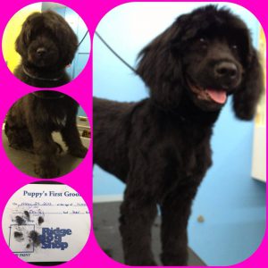 Poodle grooming services in Richmond, VA.