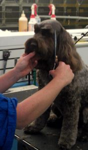 Trimming and grooming dogs coats in Richmond, VA.