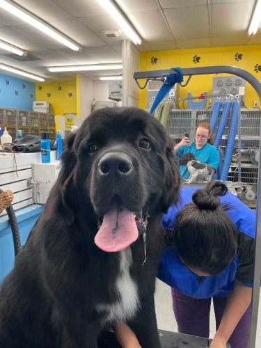 Giant-Newfie