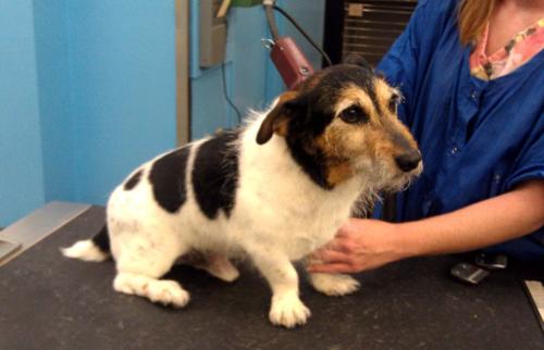 Jack Russell Terrier grooming services in Richmond, VA.