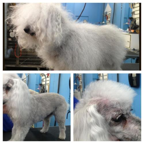 Poodle grooming for the summer in Richmond, VA.