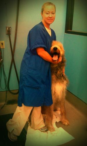 We specialize in grooming large breeds in Richmond, VA.